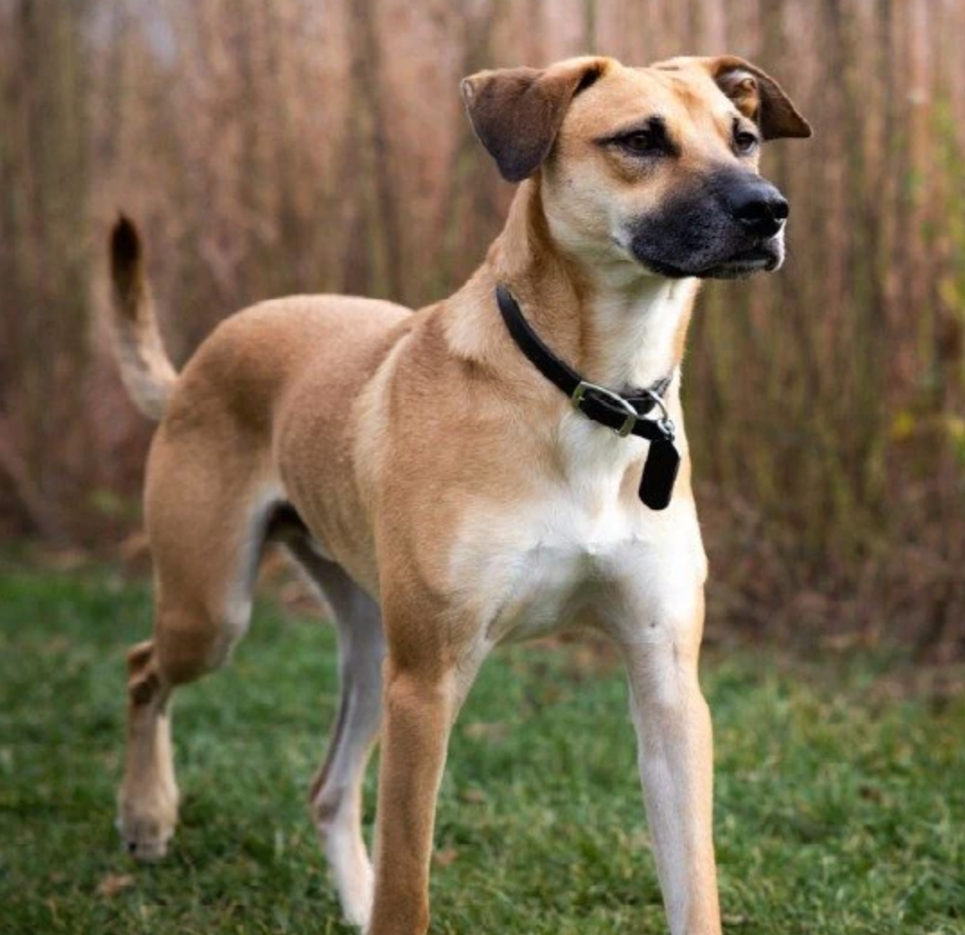 Black Mouth Cur